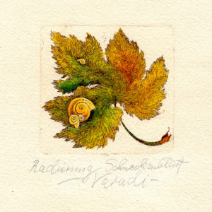 No. 34 | Schneckenblatt | Radierung - koloriert | 26,5 x 19,5 cm